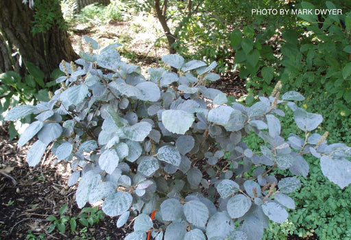 - Fothergilla xintermedia 'Blue Mist' Blue Fothergilla - Mr Maple │ Buy Japanese Maple Trees