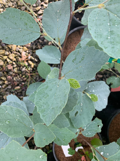 - Fothergilla xintermedia 'Blue Shadow' Blue Fothergilla - Mr Maple │ Buy Japanese Maple Trees
