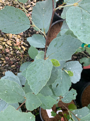 - Fothergilla xintermedia 'Blue Shadow' Blue Fothergilla - Mr Maple │ Buy Japanese Maple Trees