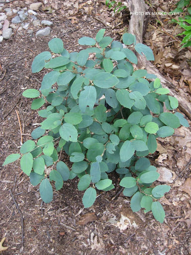 - Fothergilla xintermedia 'Jane Platt' Dwarf Fothergilla - Mr Maple │ Buy Japanese Maple Trees