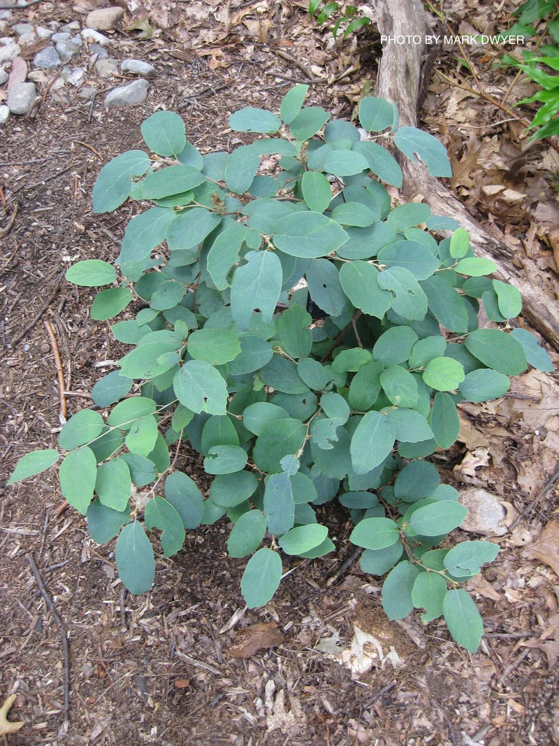 - Fothergilla xintermedia 'Jane Platt' Dwarf Fothergilla - Mr Maple │ Buy Japanese Maple Trees