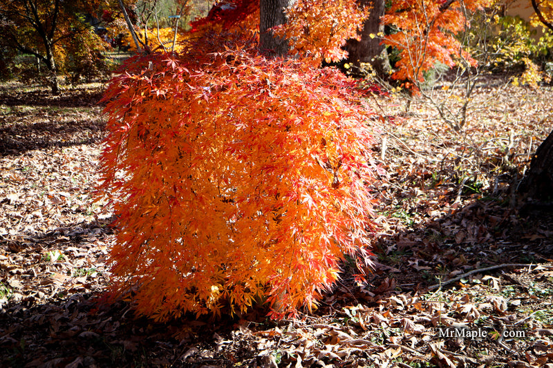 Acer palmatum 'Fountain of Youth' Japanese Maple