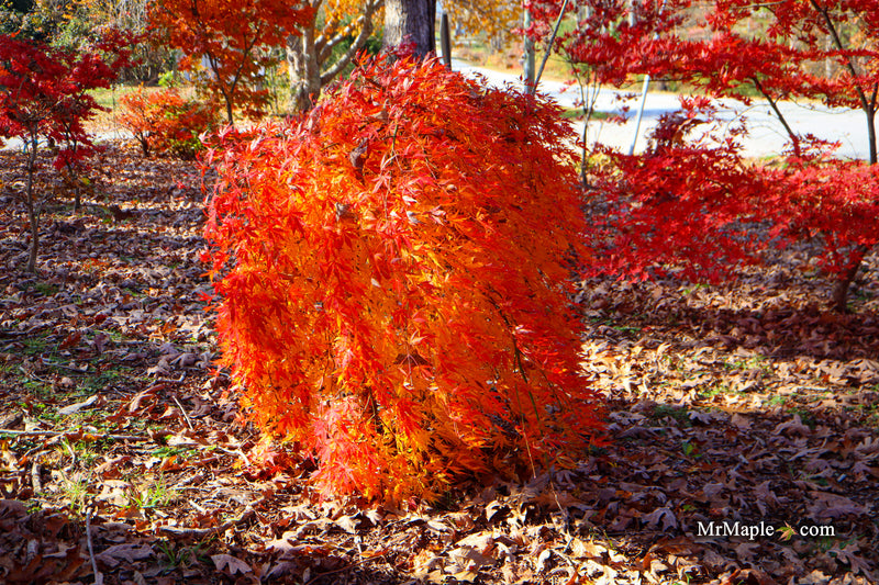 Acer palmatum 'Fountain of Youth' Japanese Maple