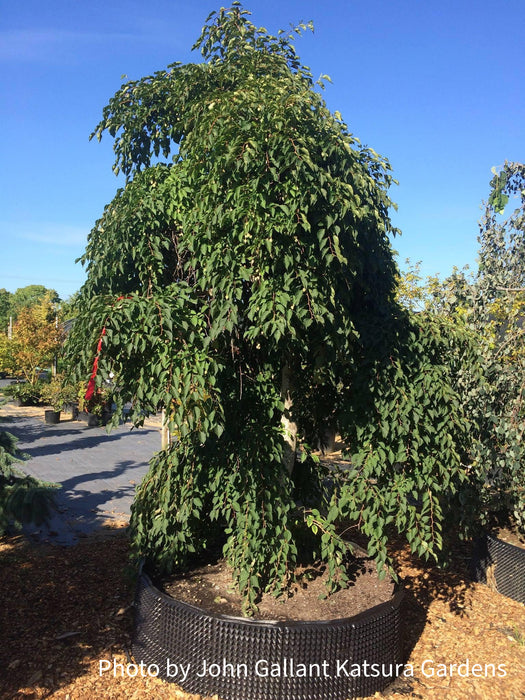 Styrax japonicus 'Fragrant Fountain' White Weeping Japanese Snowbell