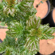 - Fraxinus excelsior 'Crispa' Dwarf Ash Tree - Mr Maple │ Buy Japanese Maple Trees