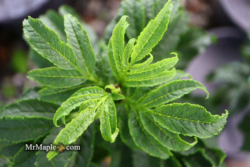 - Fraxinus excelsior 'Crispa' Dwarf Ash Tree - Mr Maple │ Buy Japanese Maple Trees