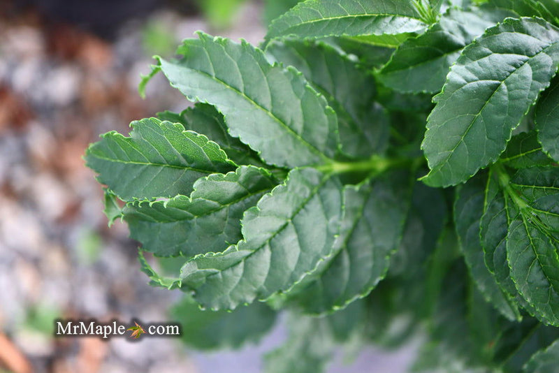- Fraxinus excelsior 'Crispa' Dwarf Ash Tree - Mr Maple │ Buy Japanese Maple Trees
