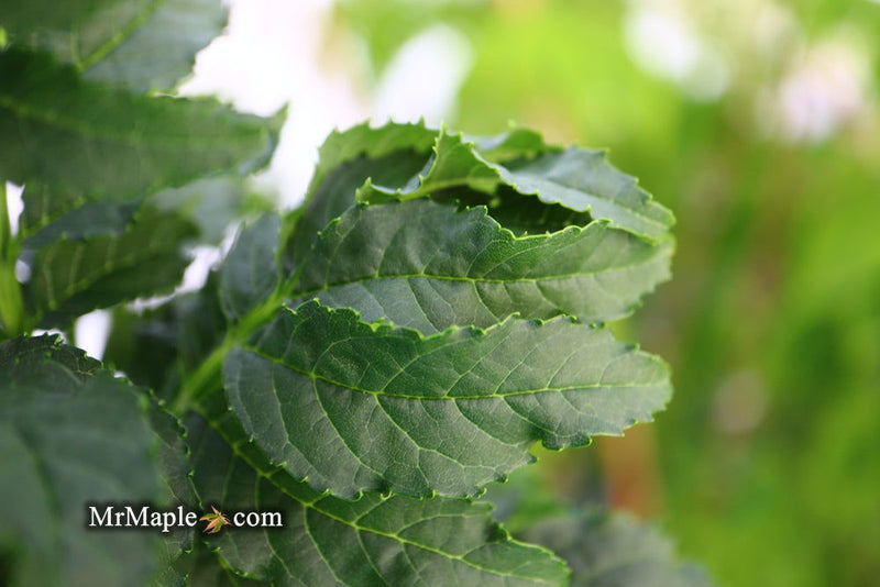 - Fraxinus excelsior 'Crispa' Dwarf Ash Tree - Mr Maple │ Buy Japanese Maple Trees