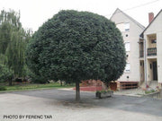 - Fraxinus ornus 'Meczek' Rounded Ash Tree - Mr Maple │ Buy Japanese Maple Trees