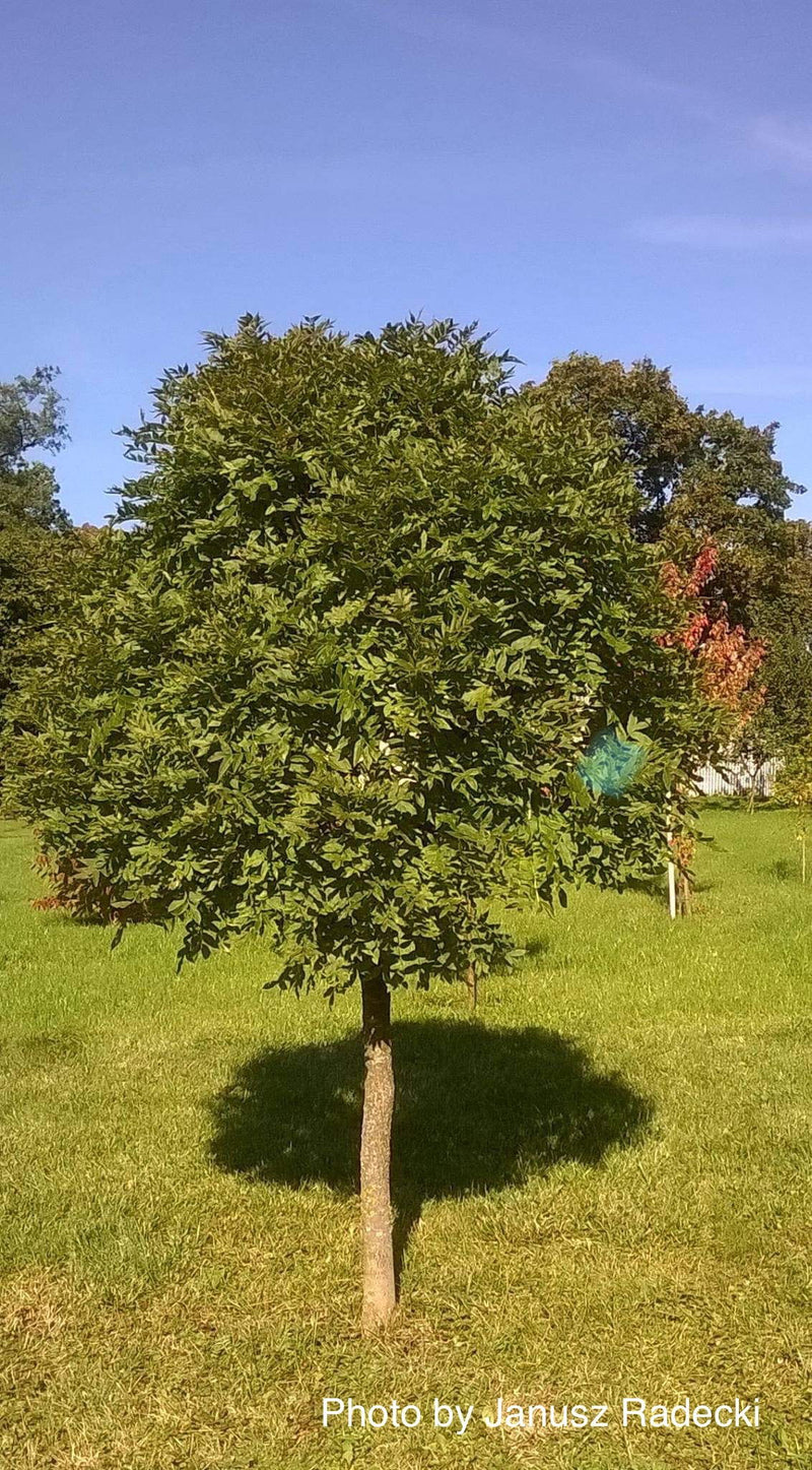 - Fraxinus ornus 'Meczek' Rounded Ash Tree - Mr Maple │ Buy Japanese Maple Trees