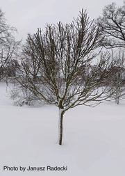 - Fraxinus ornus 'Meczek' Rounded Ash Tree - Mr Maple │ Buy Japanese Maple Trees