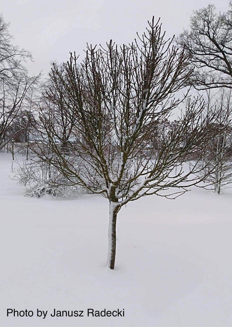 - Fraxinus ornus 'Meczek' Rounded Ash Tree - Mr Maple │ Buy Japanese Maple Trees