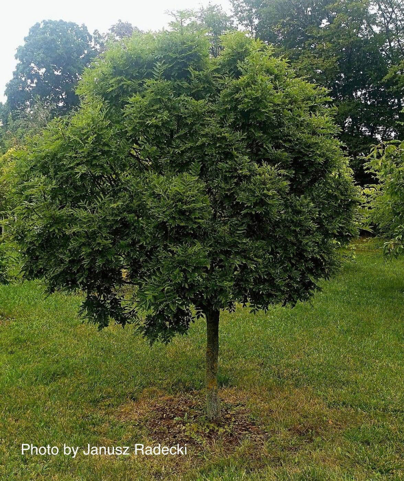 - Fraxinus ornus 'Meczek' Rounded Ash Tree - Mr Maple │ Buy Japanese Maple Trees