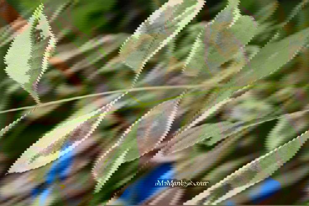 Buy Fraxinus pennsylvanica 'Variegata' Green Ash Tree — Mr Maple