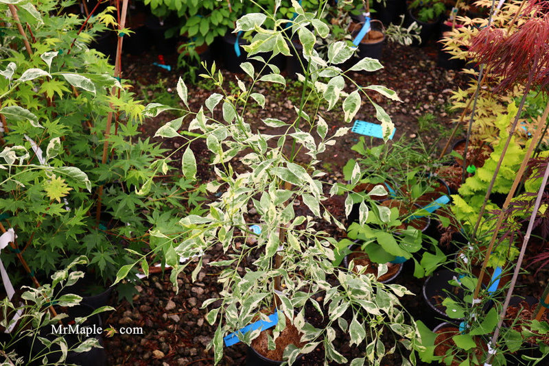 - Fraxinus pennsylvanica 'Variegata' Green Ash Tree - Mr Maple │ Buy Japanese Maple Trees