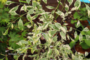 - Fraxinus pennsylvanica 'Variegata' Green Ash Tree - Mr Maple │ Buy Japanese Maple Trees