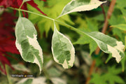- Fraxinus pennsylvanica 'Variegata' Green Ash Tree - Mr Maple │ Buy Japanese Maple Trees