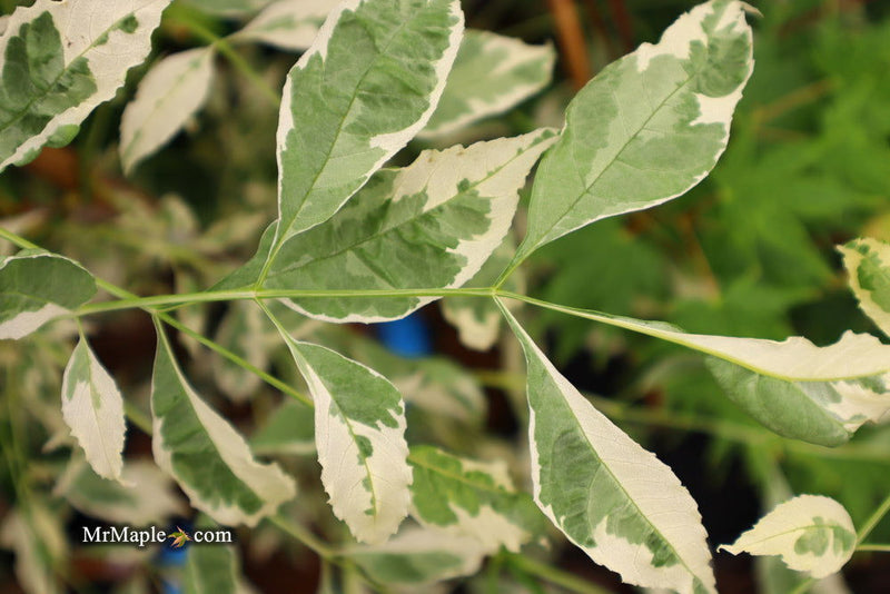 - Fraxinus pennsylvanica 'Variegata' Green Ash Tree - Mr Maple │ Buy Japanese Maple Trees