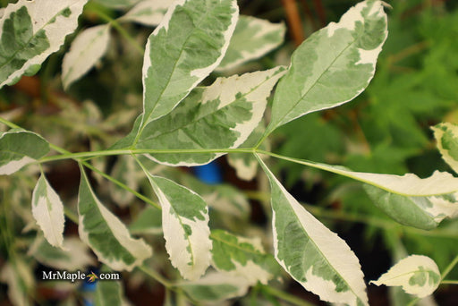 - Fraxinus pennsylvanica 'Variegata' Green Ash Tree - Mr Maple │ Buy Japanese Maple Trees