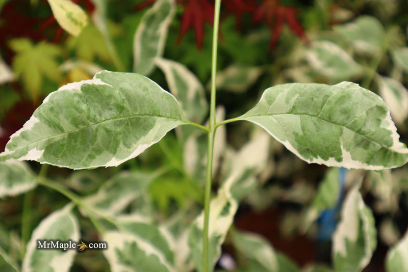 - Fraxinus pennsylvanica 'Variegata' Green Ash Tree - Mr Maple │ Buy Japanese Maple Trees