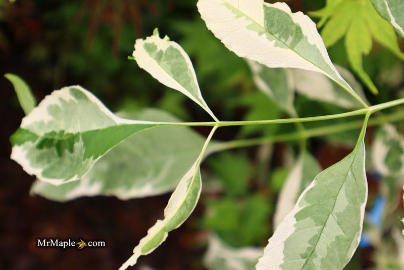 - Fraxinus pennsylvanica 'Variegata' Green Ash Tree - Mr Maple │ Buy Japanese Maple Trees