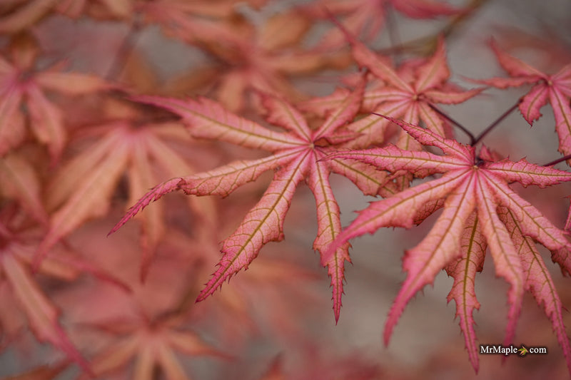 Acer palmatum 'Fred's Wild Dream' Japanese Maple