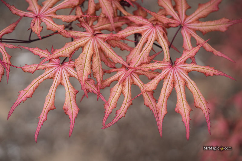 Acer palmatum 'Fred's Wild Dream' Japanese Maple