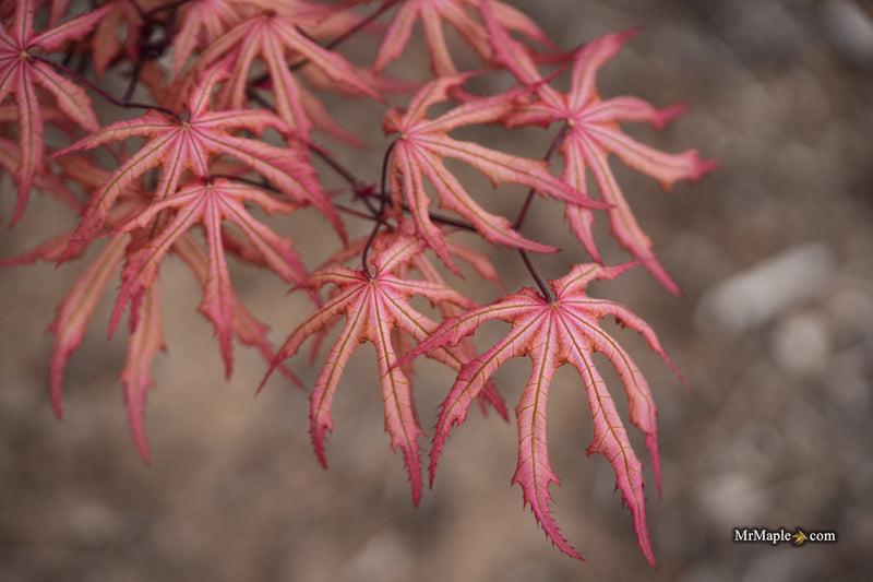 Acer palmatum 'Fred's Wild Dream' Japanese Maple