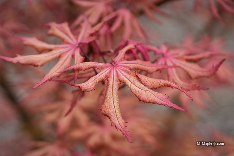 Acer palmatum 'Fred's Wild Dream' Japanese Maple