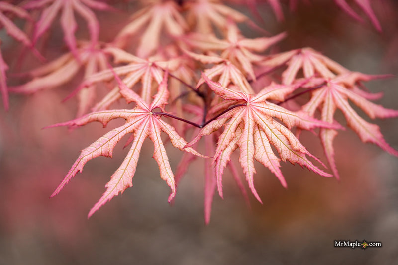 Acer palmatum 'Fred's Wild Dream' Japanese Maple