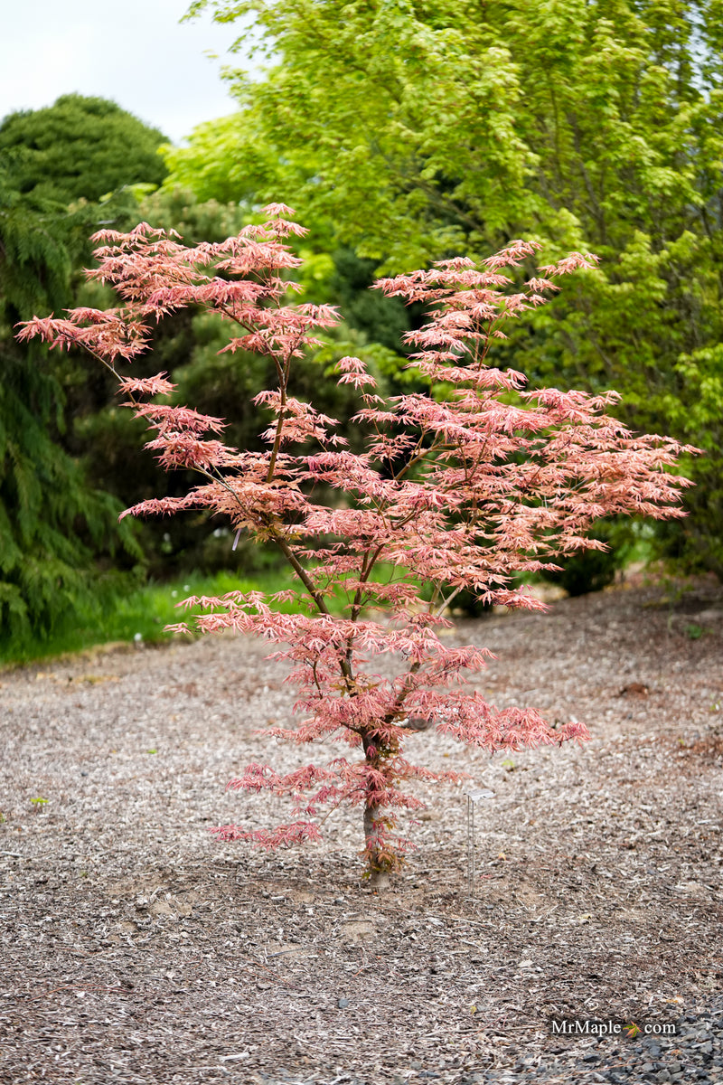 Acer palmatum 'Fred's Wild Dream' Japanese Maple