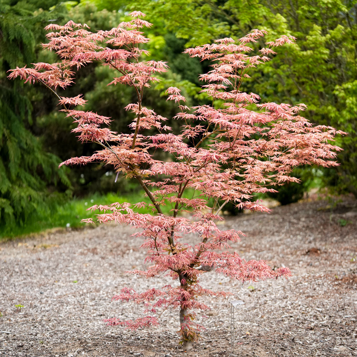 Buy Acer palmatum 'Fred's Wild Dream' Japanese Maple — Mr Maple