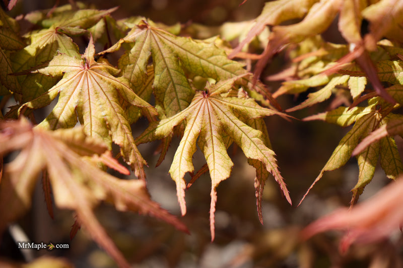 Acer palmatum 'Fred's Wild Dream' Japanese Maple