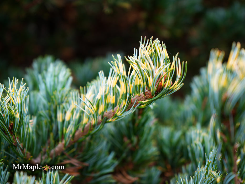 Pinus parviflora 'Fukai' Variegated Japanese White Pine