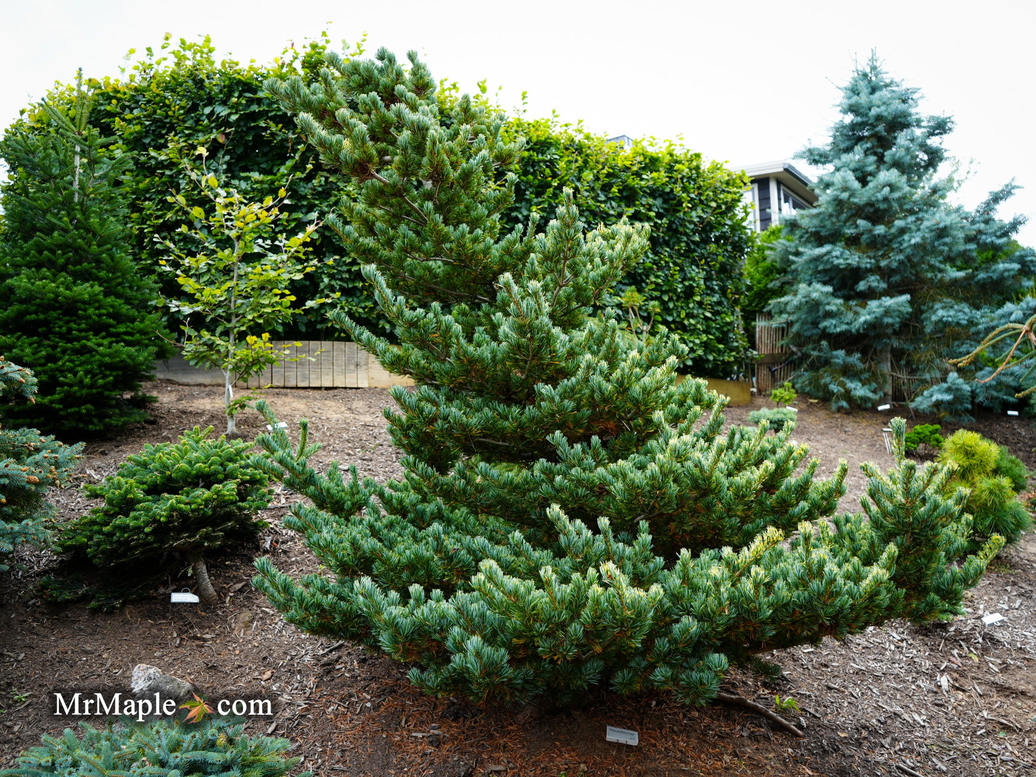 五葉松　Japanese White Pine This bonsai is available for purchase. 五葉松 / Japanese White