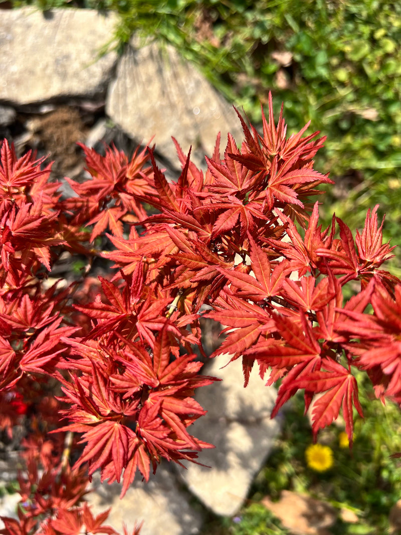 Acer palmatum Red Panda™ Japanese Maple