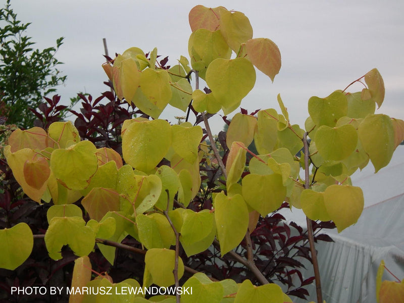 Cercis canadensis 'Hearts of Gold' Redbud