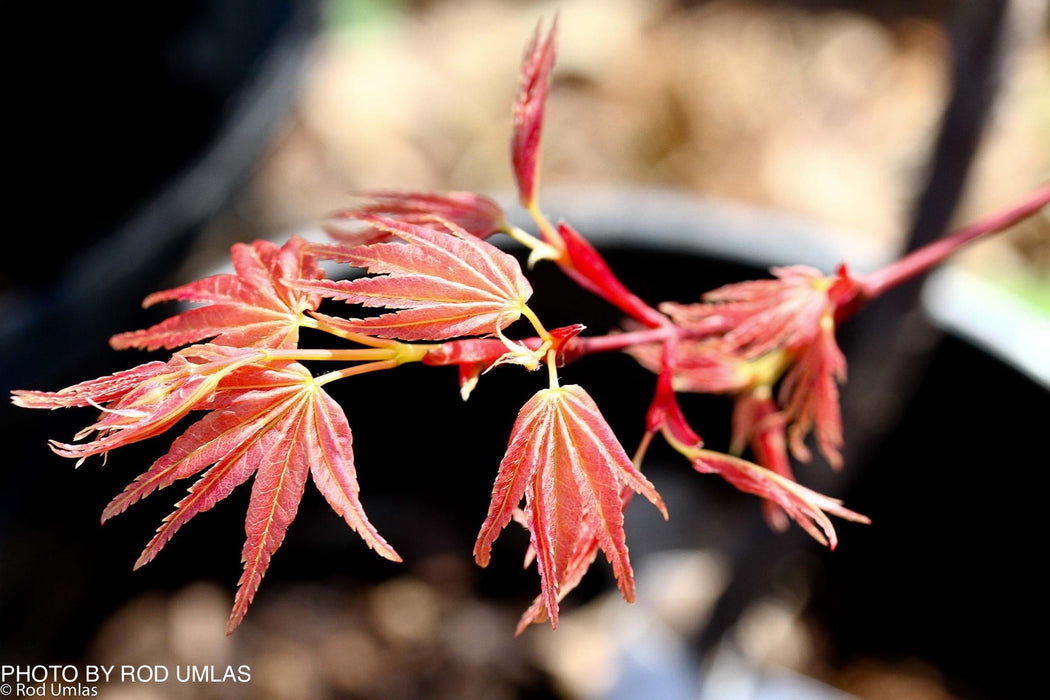 Acer palmatum 'Akaji nishiki' Red Japanese Maple