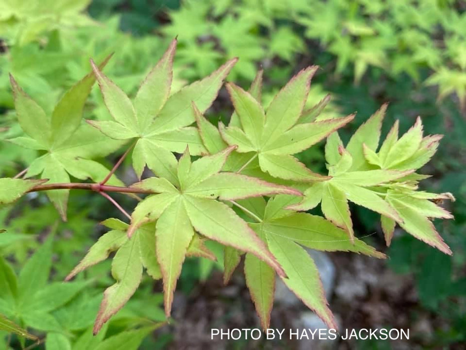 Acer palmatum 'Aureum' Japanese Maple