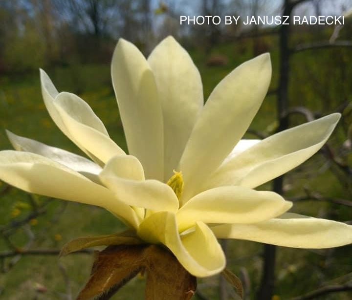 Magnolia 'Gold Star' Golden Flower Magnolia