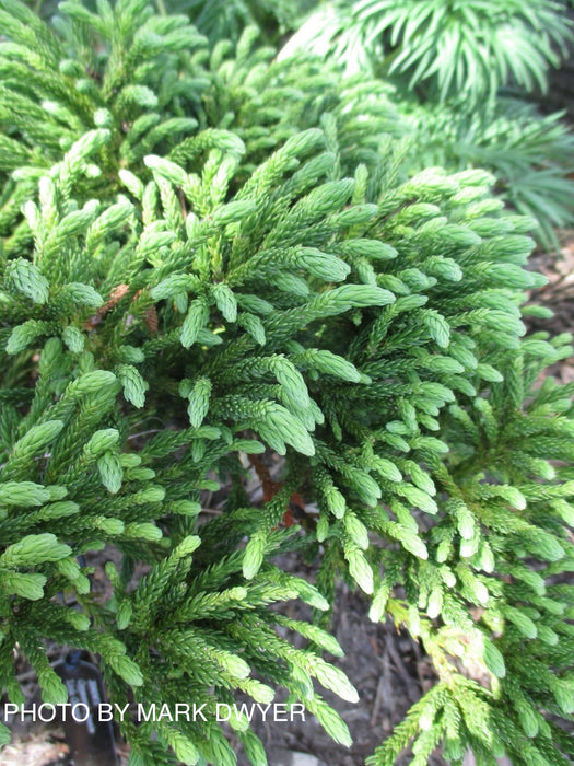 Cryptomeria japonica 'Little Champion' Dwarf Japanese Cedar