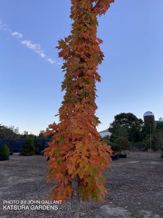Acer saccharum 'Newton's Sentry' Columnar Sugar Maple