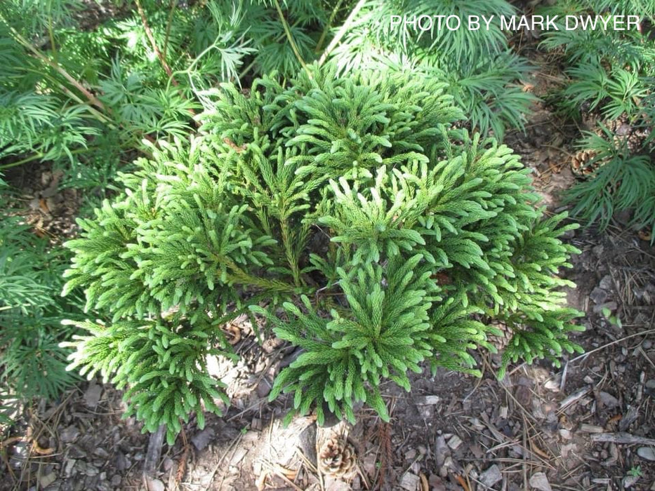 Cryptomeria japonica 'Little Champion' Dwarf Japanese Cedar