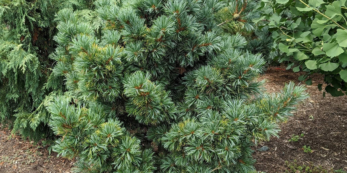 Buy Pinus parviflora 'Gimborne's Ideal' Dwarf Japanese White Pine