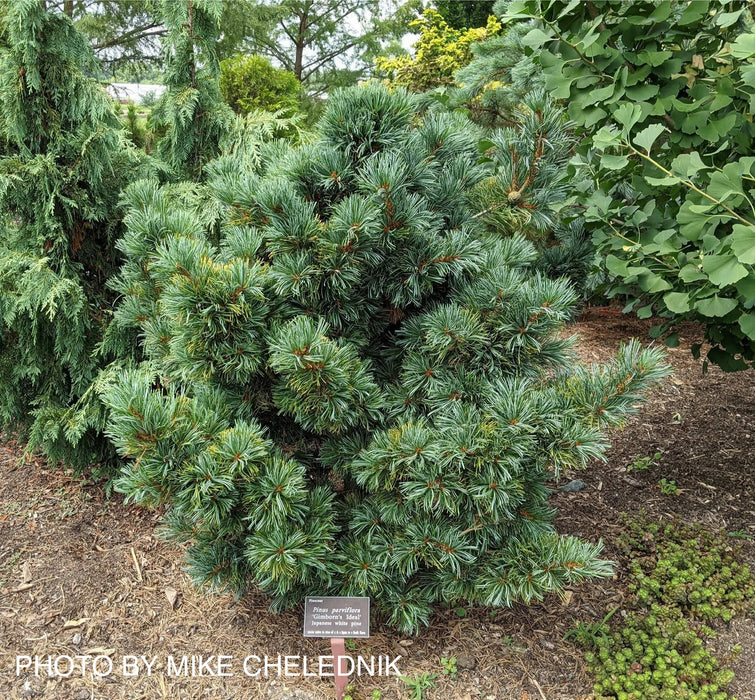 Pinus parviflora 'Gimborne's Ideal' Dwarf Japanese White Pine