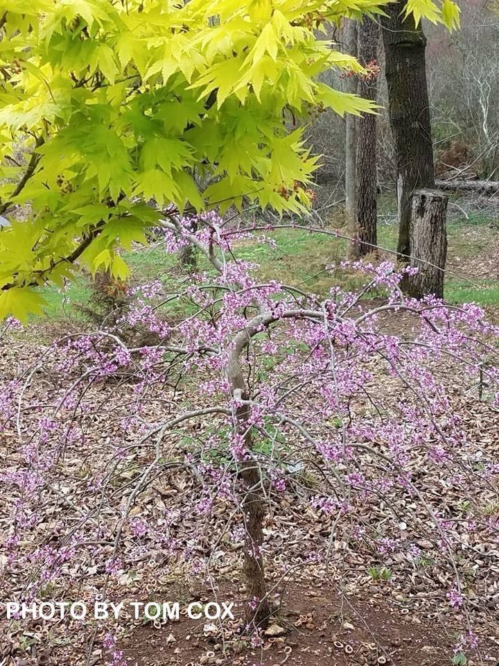 FOR PICK UP ONLY | Cercis canadensis 'Pink Heartbreaker' Weeping Redbud Tree | DOES NOT SHIP