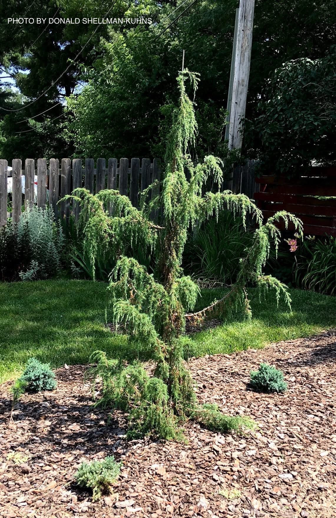 Junoon Maple Buy Juniperus chinensis 'Mac's Golden' Shore Juniper — Mr Maple │ Buy ...