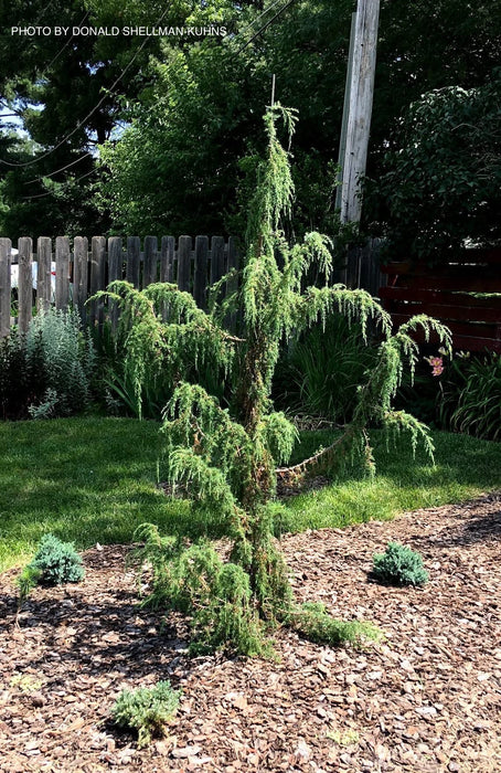 Juniperus communis 'Horstmann' Weeping Common Juniper