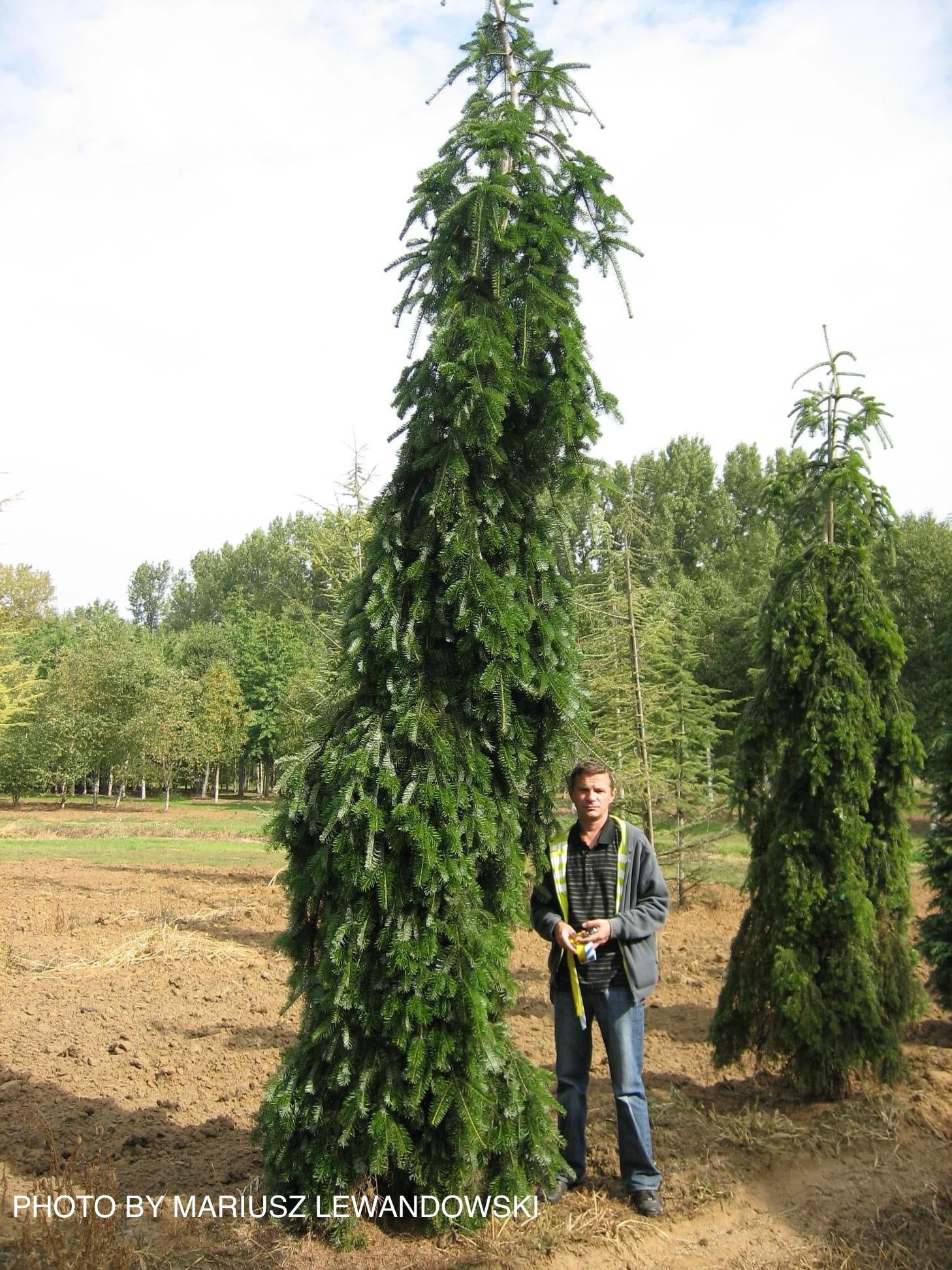 Buy Abies alba 'Pendula' Weeping Silver Fir — Mr Maple │ Buy