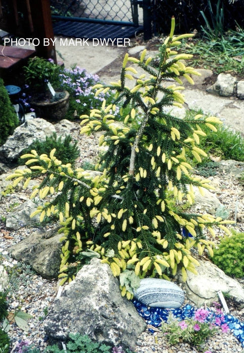 Picea orientalis 'Aureospicata' Yellow-Tipped Caucasian Spruce